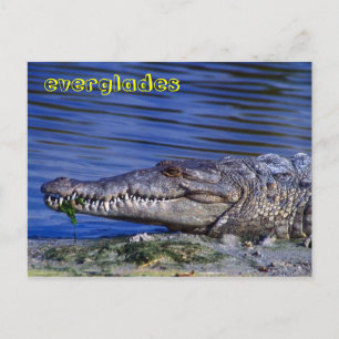 American Crocodile Everglades Postcard
