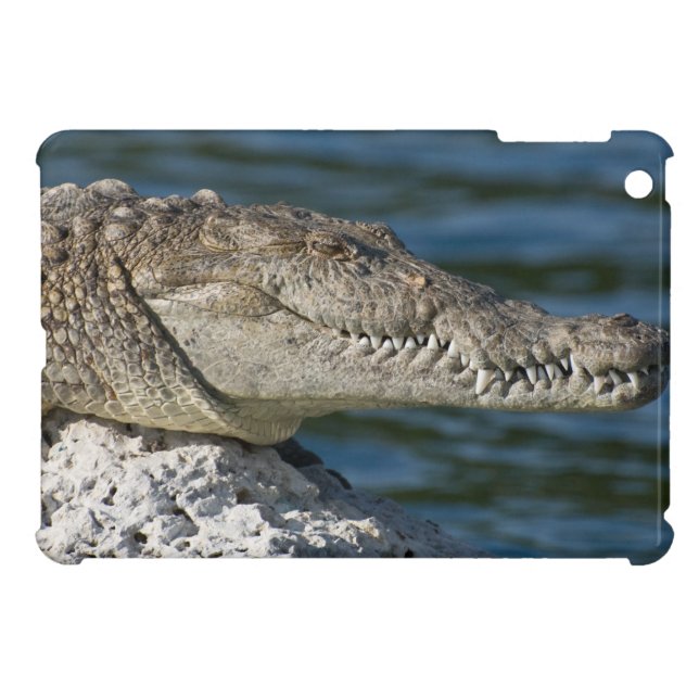 American Crocodile iPad Mini Case (Back Horizontal)