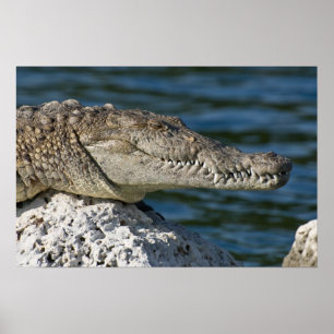 American Crocodile Poster