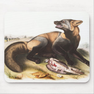 American Cross Fox (Canis vulpes) Illustration Mouse Pad