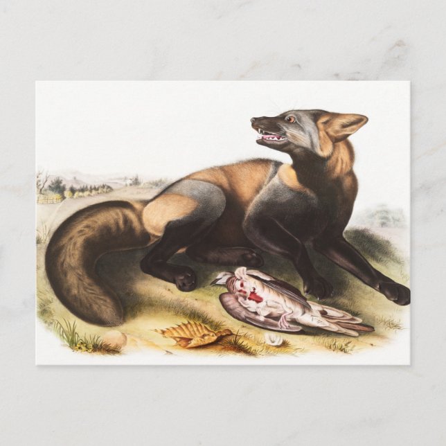 American Cross Fox (Canis vulpes) Illustration Postcard (Front)
