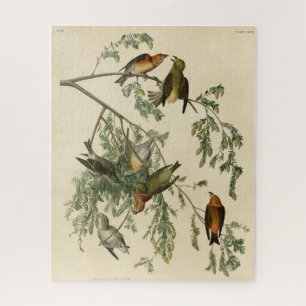 American Crossbill from Audubon's Birds of America Jigsaw Puzzle