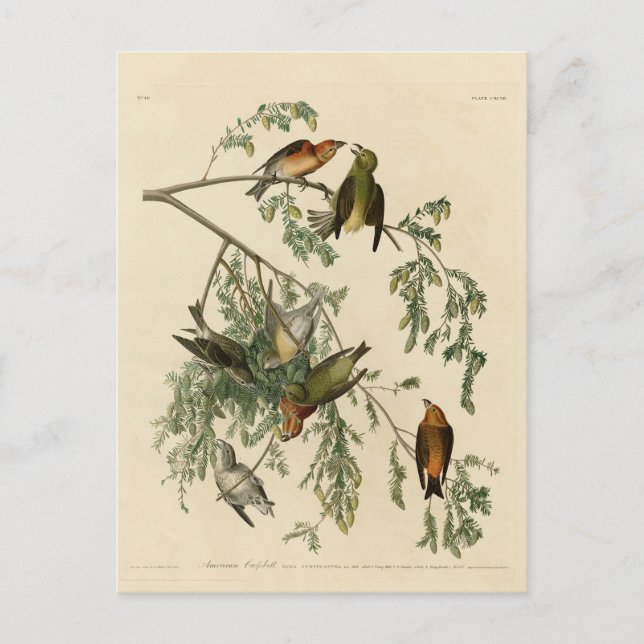 American Crossbill from Audubon's Birds of America Postcard (Front)