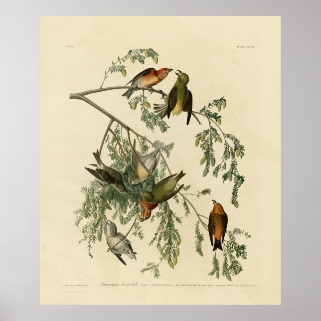 American Crossbill from Audubon's Birds of America Poster (Front)