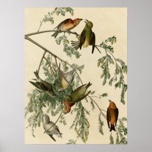 American Crossbill Poster