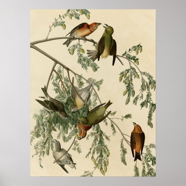 American Crossbill Poster (Front)