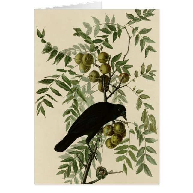 American Crow (Front)