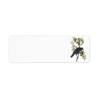 American Crow by Audubon