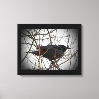 American Crow