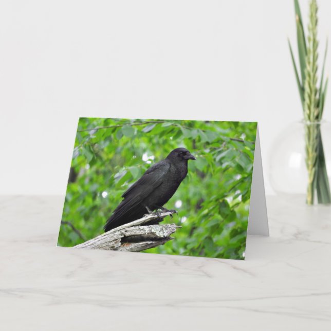 American Crow Greeting Card, Blank Inside Card (Front)