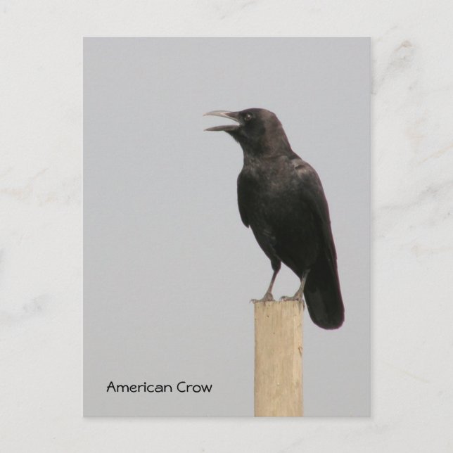 American Crow Postcard (Front)