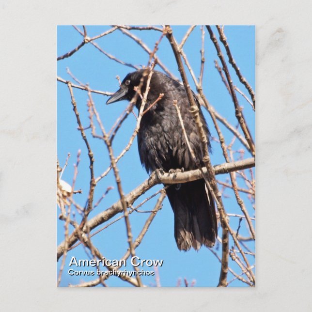 American Crow Postcard (Front)