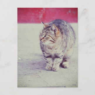 American Curl Cat Venice Italy Europe Postcard