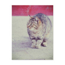 American Curl Cat Venice Italy Europe
