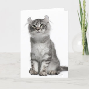 American Curl Kitten (3 months old) Card