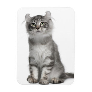American Curl Kitten (3 months old) Magnet