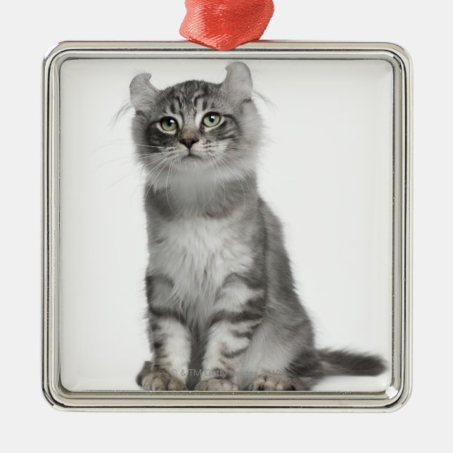 American Curl Kitten (3 months old) Metal Ornament (Front)