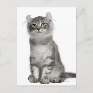 American Curl Kitten (3 months old) Postcard