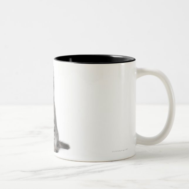 American Curl Kitten (3 months old) Two-Tone Coffee Mug (Right)