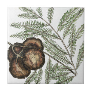 American Cypress or Bald Cypress Tree Vintage Art Tile