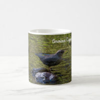 American Dipper