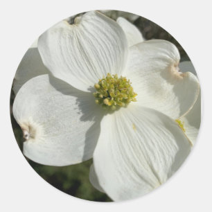 American dogwood (Cornus florida) Classic Round Sticker
