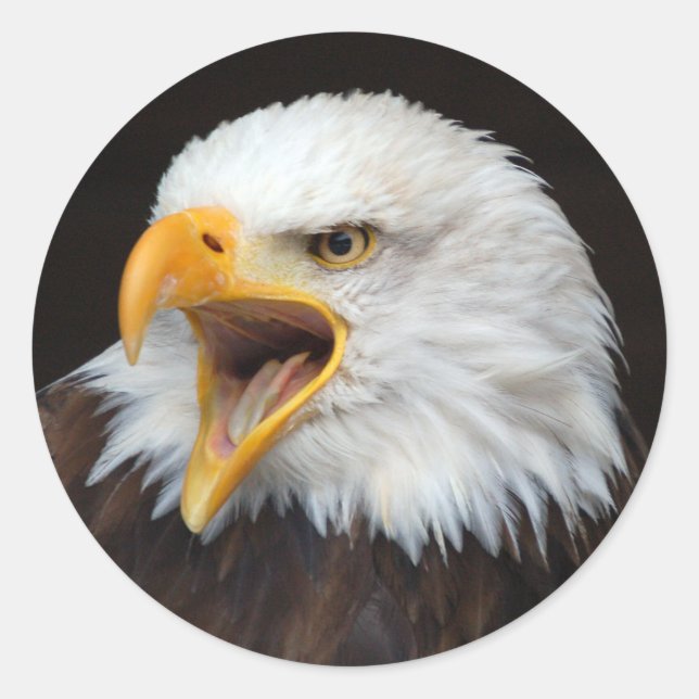 AMERICAN EAGLE by Jean-Louis Glineur Classic Round Sticker (Front)