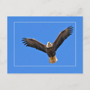 American Eagle Postcard