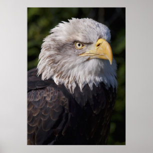 American Eagle Print