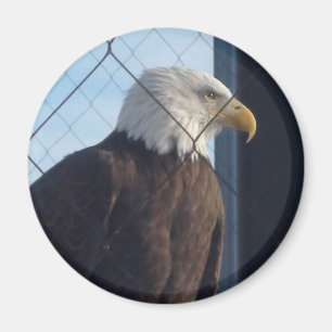 American Eagle Refrigerator Magnet