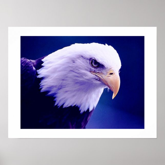 American Eagles - Bald Eagle Posters Prints (Front)