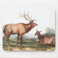 American Elk (Cervus Canadensis) Illustration