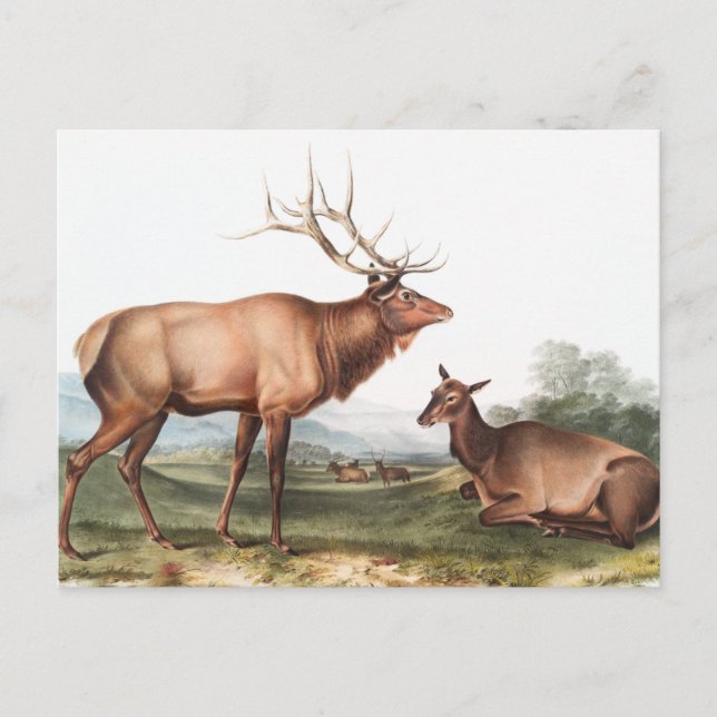 American Elk (Cervus Canadensis) Illustration Postcard (Front)