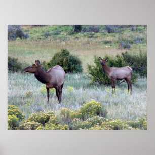 American Elk Colorado Poster