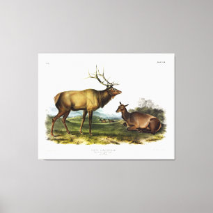 American Elk, or, Wapiti Deer by Audubon Canvas Print