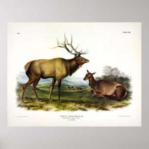 American Elk, or, Wapiti Deer by Audubon Poster