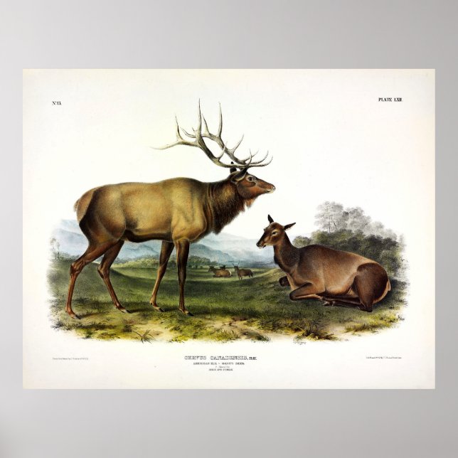 American Elk, or, Wapiti Deer by Audubon Poster (Front)