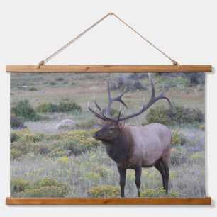 American Elk Rocky National Park, Colorado Hanging Tapestry