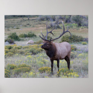 American Elk Rocky National Park, Colorado Poster