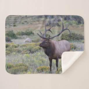 American Elk   Rocky National Park, Colorado Sherpa Blanket