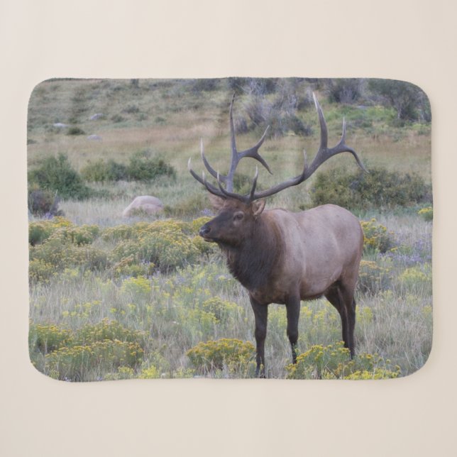 American Elk | Rocky National Park, Colorado Sherpa Blanket (Front (Horizontal))