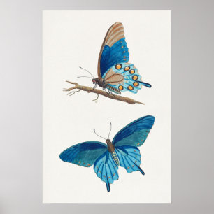 American entomology, butterflies by Thomas Say Poster