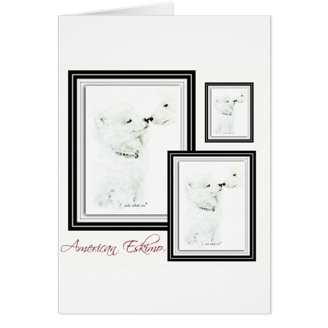 American Eskimo (Front)