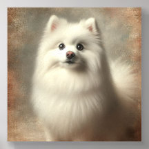 American Eskimo Dog