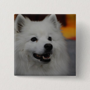 American Eskimo Dog Button