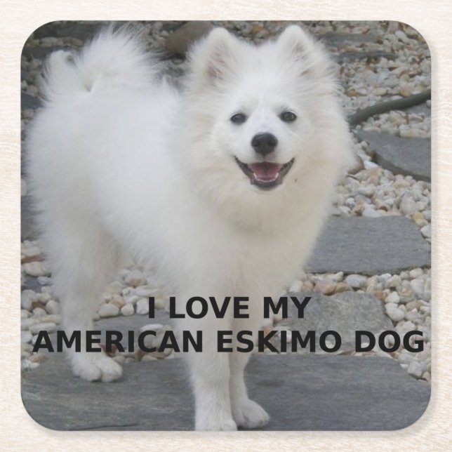American_Eskimo_Dog_love w pic Square Paper Coaster (Front)