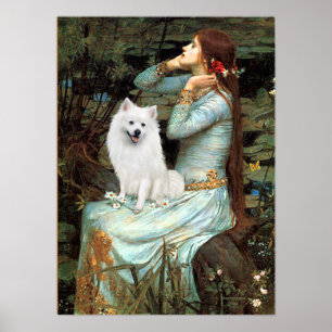 American Eskimo Dog - Ophelia Seated Poster