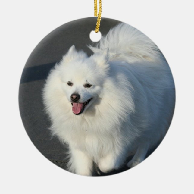 American Eskimo dog ornament (Front)