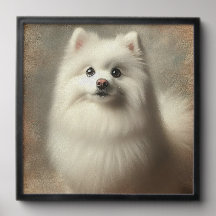 American Eskimo Dog