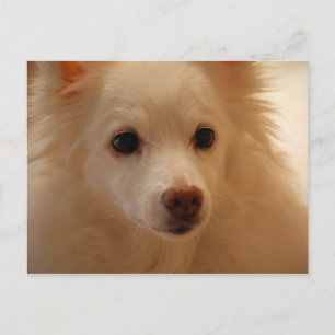 American Eskimo Dog Portrait Postcard